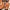 SUBBLIME - IMBRACATURA PER GAMBE IN PELLE NERA CON CATENA TAGLIA UNICA