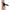 FETISH FANTASY EXTREME - IMBRACATURA CON DILDO NERO 30,5 CM CAVO